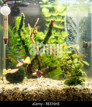 Small nano cube aquarium with fishes and plants. Stock Photo