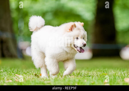 Close up Samoyed Puppy running in a meadow looking to the side. Cute white fluffy dog with long fur in the countryside or park Stock Photo