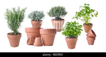 aromatic plant potted with terracota pots on white background Stock Photo