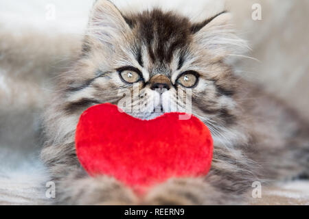 Beautiful Persian kitten cat with red heart Stock Photo
