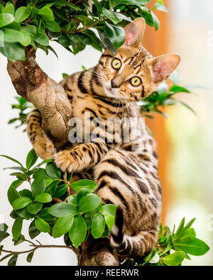 Close up Bengal kitten in a tree playing at home. Stock Photo