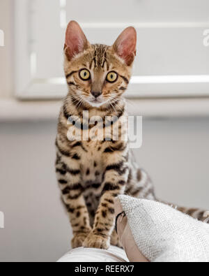 Close up Bengal kitten playing at home. Stock Photo