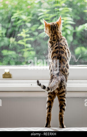 Close up Bengal kitten looking out of the window Stock Photo