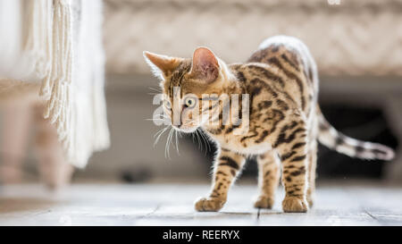 Close up Bengal kitten playing at home. Stock Photo
