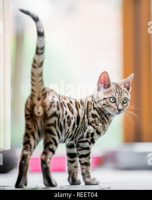 Close up Bengal kitten playing at home. Stock Photo