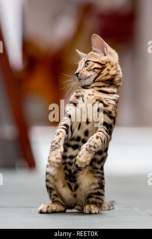 Close up Bengal kitten playing at home. Stock Photo