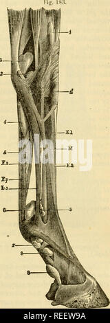 . The comparative anatomy of the domesticated animals. Horses; Veterinary anatomy. MUSCLES OF THE ANTEBIOB LIMBS. 329 Afterwards, it is inflected forwards over the sesamoid groove, and terminates by two branches towards the middle of the digital region. Aftiirhmmts.—It takes its origin, in common with the perforans, at the summit of the epitroehlea, and is inserted, by the bifurcations of its tendon, into the extremities of the pulley formed behind the superior extremity of the second phalanx. Rekitiofis. — The muscular portion, covered by the external and the oblicpie flexors of the metacarpu Stock Photo
