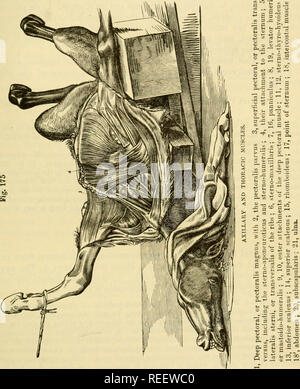 . The comparative anatomy of the domesticated animals. Horses; Veterinary anatomy. MUSCLES OF THE TliUNK. 295 nerves of the inner aspect of the arm, throu^^h the medium of the sub-brachial aponeurosis of the pauuiculus and a considerable (juantity of connective tissue. Its upper border adheres in an intimate manner to the last-named muscle, and is bordered by the spur (external thoracic) vein. The large vascular trunks which leave the chest to reach the anterior limb, pass above its anterior extremity, in crossing its direction.. Action.—It pulls the whole limb backwards, in pressing on the an Stock Photo
