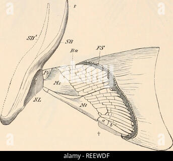 pectoral fin of a ray, cartilage in backlight Stock Photo - Alamy
