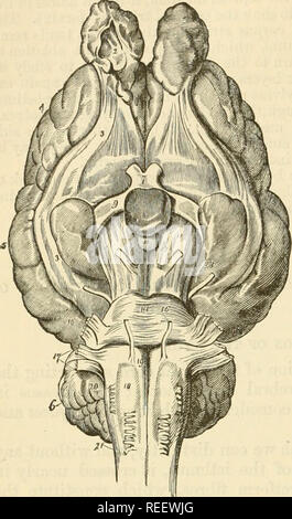 . The comparative anatomy of the domesticated animals. Veterinary anatomy. 676 THE CENTRAL AXIS OF THE NERVOUS SYSTEM. Fis-. 322. glands: small appended lobes placed one on tlie superior, the other on the inferior face of the isthmus.' Medulla Oblongata. (Figs. 323, 324, 829.) The medulla oblongata constitutes the posterior portion of the encephalic isthmus; it succeeds the spinal cord, and extends forward as far as the pons Varolii. It is a thick peduncle of a white colour, wider before than behind, flattened above and below, and having four faces—an inferior, superior, and two lateral. Infer Stock Photo
