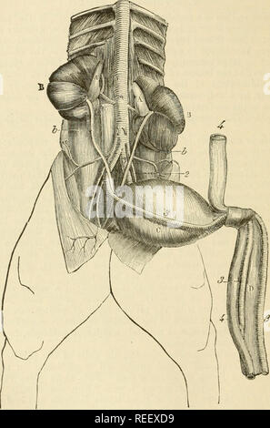 Umbilical hi-res stock photography and images - Alamy