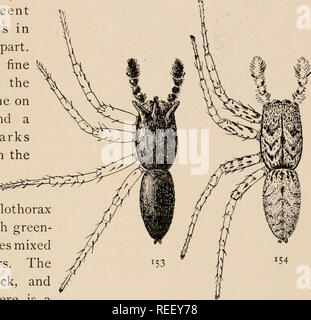 The common spiders of the United States. Spiders. thp: attid^ 57