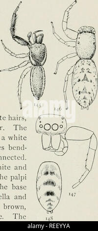 The common spiders of the United States. Spiders. thp: attid^ 57