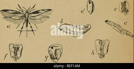 Corn ear with insect damage to kernels. Insect control and prevention ...