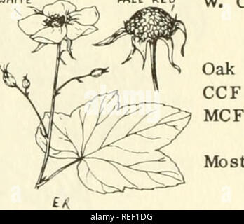 . Common edible and useful plants of the West. Plants, Edible -- West (U. S. ); Botany, Economic; Botany -- West (U. S. ). MCF Str. Wd. Most states W. Can. CCF MCF Str. Wd. Oak Calif. Ore. Wash. Ida. W. Can.. Most States. Please note that these images are extracted from scanned page images that may have been digitally enhanced for readability - coloration and appearance of these illustrations may not perfectly resemble the original work.. Sweet, Muriel. Healdsburg, Calif. : Naturegraph Co. Stock Photo