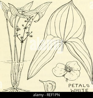 . Common edible and useful plants of the West. Plants, Edible -- West (U. S. ); Botany, Economic; Botany -- West (U. S. ). PETALS WHITE Water Marsh Most States W. Can. Water Marsh Most States W. Can. found their sever nests, al feet away from the plant, where the Indians would gather them.. Please note that these images are extracted from scanned page images that may have been digitally enhanced for readability - coloration and appearance of these illustrations may not perfectly resemble the original work.. Sweet, Muriel. Healdsburg, Calif. : Naturegraph Co. Stock Photo