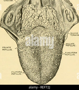 . The biology of the amphibia. Amphibians. THE SENSE ORGANS AND THEIR ...