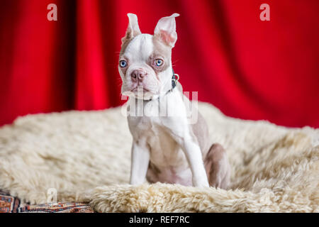 Boston terrier puppy sitting on a white rug with a red curtain background looking at the camera Stock Photo
