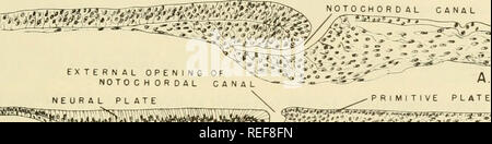 . Comparative embryology of the vertebrates; with 2057 drawings and photos. grouped as 380 illus. Vertebrates -- Embryology; Comparative embryology. GASTRULATION IN VARIOUS CHORDATA 419 fronj the upper or external opening to the archenteric space which lies below the notochord and entoderm (fig. 200B, E). Posterior to the opening of the notochordal canal is the thickened primitive plate (primitive streak), composed of converged presumptive mesodermal cells (fig. 199). This converged mass of cells involutes to the inside along the lateral borders of the notochordal canal and also posterior to t Stock Photo