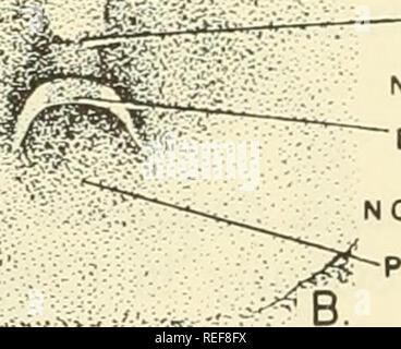 . Comparative embryology of the vertebrates; with 2057 drawings and photos. grouped as 380 illus. Vertebrates -- Embryology; Comparative embryology. NOTOCHORD ^.. INTERNAL OPENING 0 F NOTOCHORDAL CANAL EXTERNAL OF OPENING NOTOCHORDAL CANAL^ PRIMITIVE STREAK c. Fig. 199. Surface views of blastoderm of the turtle, Chrysemys picta, during gastrula- tion. Darkened area in the center shows the embryonic shield, the region of the noto- chordal canal in the area of the primitive plate. (A) Young gastrula. External opening of notochordal canal is wide. (B) Later gastrula. External opening of notochord Stock Photo