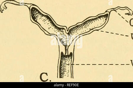 . Comparative Anatomy. Anatomy, Comparative. Oviduc-t Uterus - Vagi Na ...