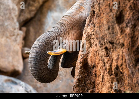 African male elefant.