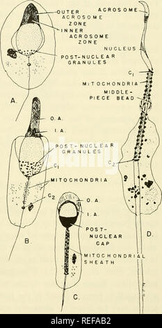 Comparative Embryology Of The Vertebrates With 57 Drawings And Photos Grouped As 380 Illus Vertebrates Embryology Comparative Embryology Acrosome Cap Pos T Nuclear Cap Golgf R E Mnant Fig 81 Fig Fig 81 Later Stages Of