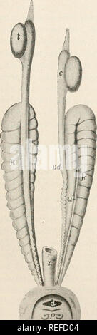 . Comparative anatomy of vertebrates. Anatomy, Comparative; Vertebrates -- Anatomy. UROGENITAL SYSTEM. 329 long in the caecilians (fig. 334) and Amphiuma, saccular in most urodeles, and bifid at the tip in most anura, being even divided into two sacs, connected only at the opening into the cloaca in some species. SAUROPSIDA.—In reptiles and birds, as in all amniotes, the pronephros is rudimentary at all stages and never functions as an excretory organ. The mesonephros takes its place in fcetal life, and in some it continues to function for some time after hatching, but in all it is eventually  Stock Photo