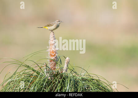 Pine Warbler Setophaga pinus perches in a tree in Naples, Florida Stock ...