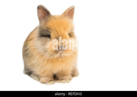 Small fluffy rabbit isolated on white. Stock Photo
