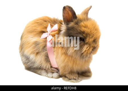 Small fluffy rabbit with pink bow isolated on white Stock Photo