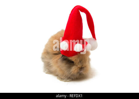 Small rabbit with christmas hat isolated on white background. Stock Photo