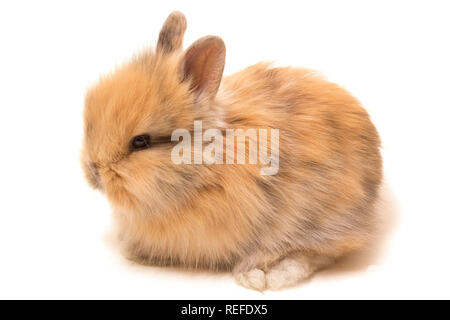 Small rabbit isolated on white background Stock Photo