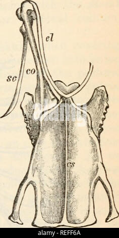 . Comparative anatomy and physiology. Chap. IX.] FORE LIMBS. 353 In ...