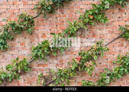 Espaliered Apple Tree on a red brick wall Stock Photo
