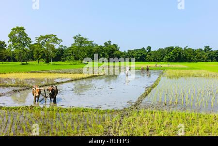 Majuli, Assam, India. Team of oxen work waterlogged paddy fields and farmers plant saplings during monsoon season, Majuli, Assam, India. Stock Photo
