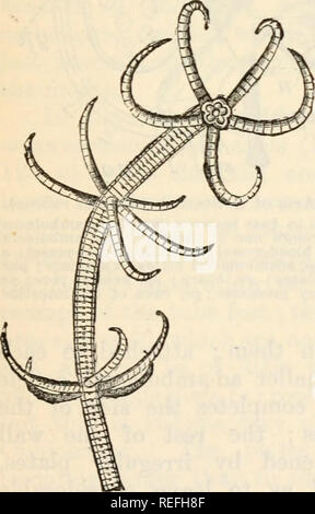 . Comparative anatomy and physiology. Chap. IX.] FORE LIMBS. 353 In ...