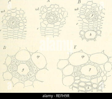 . Comparative anatomy of the vegetative organs of the phanerogams and ferns. Plant anatomy; Phanerogams; Ferns. INTERCELLULAR SECRETORY RESERVOIRS. 203 smaller than that of the neighbouring parenchyma, so that they appear very different from it in transverse sections: in rare cases they are distinguished from it by their greater width (roots of Compositae, branches of many species of Rhus according to Trecul). Their inner suiface is often slightly convex towards the passage; in the mucilage- passages of the Marattiacese it is even elongated and conical; in those of the leaves of Lycopodium the Stock Photo