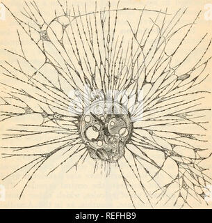 . Comparative anatomy and physiology. Chap. IX.] FORE LIMBS. 353 In ...