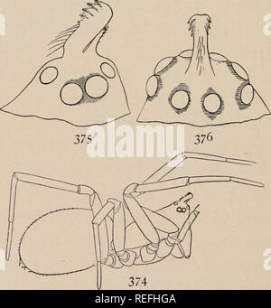 . The common spiders of the United States. Spiders -- United States. are shorter and stouter than those of fissiccps. It lives in dead leaves and moss, sometimes under stones, and is sometimes found flying in the autumn. Ceratinella fissiceps. — These little spiders are among the smallest species, measuring only a sixteenth of an inch in length. The cephalotho- rax and abdomen are short and round, and the abdomen has a round thickened spot on the back, more deeply orange colored than the part around it. The head is black around the eyes, and a black line extends backward half the figs. 371, 37 Stock Photo