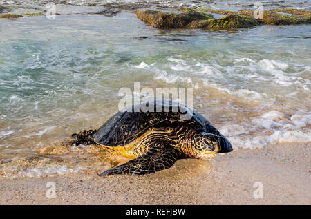 Sea Turtle Arriving on Shore:  An incoming tide helps a large sea turtle, ready to lay eggs, onto a beach in the Hawaiian Islands. Stock Photo