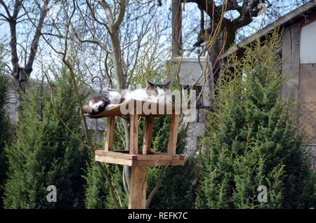 little white cat and old wooden birdhouse on a tree Stock Photo