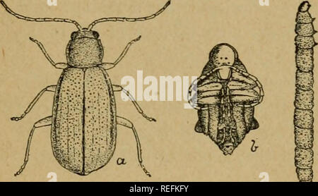 . Common injurious insects of Kansas. Insect pests; Insects. INSECTS ATTACKING CORN. 17 WESTERN OORN-ROOT WORM. (Diahrotica longicornis Say; Order, Coleoptera.) Diagnosis.—Stalks of corn wilt; fall over easily, a strong wind blowing down many. In the roots and in the soil about the roots are to be found small (i to * inch long) white six-legged grubs. Descrijjtion and Life-history.—The adult is a small beetle about one-fourth inch long, plain greenish-brown to grass green, without spots or stripes, belonging to the leaf-eating family Chrys- omelidse. The eggs are laid in the ground in the fall Stock Photo