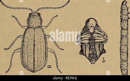 . Common injurious insects of Kansas. Insect pests. INSECTS ATTACKING COEN. 17 •WESTERN CORN-BOOT WORM. (Diabrotica longicornis Say; Order, Coleoptera.) Diagnosis.—Stalks of corn wilt; fall over easily, a strong wind blowing down many. In the roots and in the soil about the roots are to be found small (i to  inch long) white six-legged grubs. Description and Life-history.—The adult is a small beetle about one-fourth inch long, plain greenish-brown to grass green, without spots or stripes, belonging to the leaf-eating family Chrys- omelidse. The eggs are laid in the ground in the fall near the Stock Photo