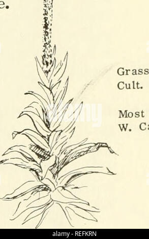 . Common edible and useful plants of the West. Plants, Edible -- West (U. S. ); Botany, Economic; Botany -- West (U. S. ). Most Hab. Most States W. Can.. Most States W. Can.. Please note that these images are extracted from scanned page images that may have been digitally enhanced for readability - coloration and appearance of these illustrations may not perfectly resemble the original work.. Sweet, Muriel. Healdsburg, Calif. : Naturegraph Co. Stock Photo