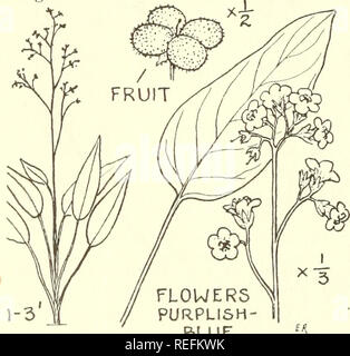 . Common edible and useful plants of the West. Plants, Edible -- West (U. S. ); Botany, Economic; Botany -- West (U. S. ). BLUE is good for burns. Distilled water of herb and roots good for all. Please note that these images are extracted from scanned page images that may have been digitally enhanced for readability - coloration and appearance of these illustrations may not perfectly resemble the original work.. Sweet, Muriel. Healdsburg, Calif. : Naturegraph Co. Stock Photo