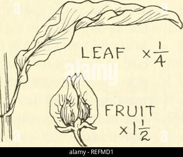 . Common edible and useful plants of the West. Plants, Edible -- West (U. S. ); Botany, Economic; Botany -- West (U. S. ). . Please note that these images are extracted from scanned page images that may have been digitally enhanced for readability - coloration and appearance of these illustrations may not perfectly resemble the original work.. Sweet, Muriel. Healdsburg, Calif. : Naturegraph Co. Stock Photo
