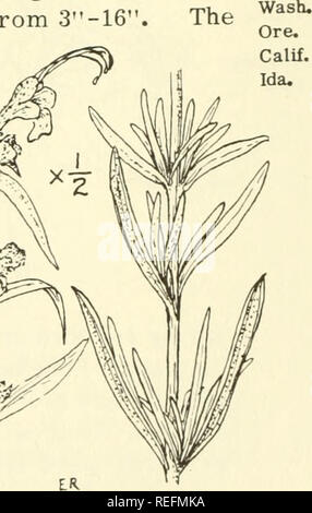 . Common edible and useful plants of the West. Plants, Edible -- West (U. S. ); Botany, Economic; Botany -- West (U. S. ). . Please note that these images are extracted from scanned page images that may have been digitally enhanced for readability - coloration and appearance of these illustrations may not perfectly resemble the original work.. Sweet, Muriel. Healdsburg, Calif. : Naturegraph Co. Stock Photo