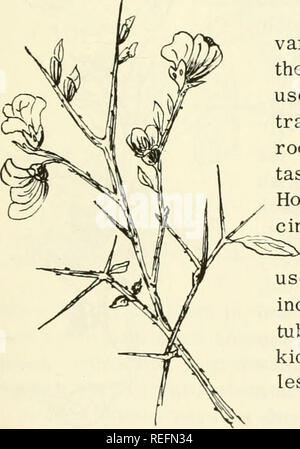 . Common edible and useful plants of the West. Plants, Edible -- West (U. S. ); Botany, Economic; Botany -- West (U. S. ). Most Hab. Most States W. Can. Des. Calif. Ariz. Nev.. Please note that these images are extracted from scanned page images that may have been digitally enhanced for readability - coloration and appearance of these illustrations may not perfectly resemble the original work.. Sweet, Muriel. Healdsburg, Calif. : Naturegraph Co. Stock Photo