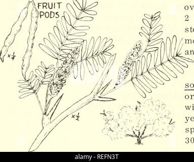 . Common edible and useful plants of the West. Plants, Edible -- West (U. S. ); Botany, Economic; Botany -- West (U. S. ). baked them in their ground ovens with hot stones for 2 or 3 days. They also stored berries for a few months, then parched them and made them into meal. S-16.MESQUITE, Pro- sopsis sp» Large shrub or small tree, 10-35'high, with fern-like leaves and yellow flowers in slender spikes. Will grow below 3000' in mountains.. Please note that these images are extracted from scanned page images that may have been digitally enhanced for readability - coloration and appearance of thes Stock Photo